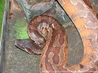 ヒイロニシキヘビ