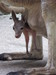 カンガルーのチェリーすくすく成長中！