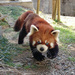 レッサーパンダのおじいちゃん