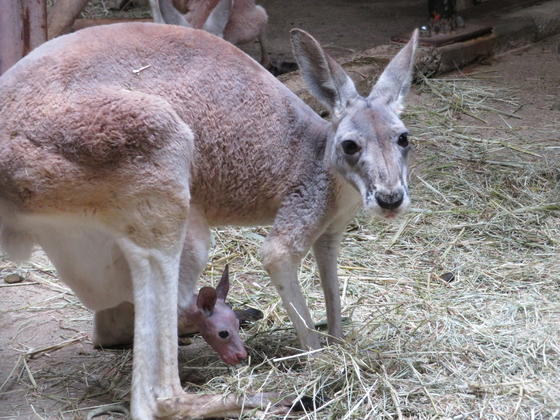 アカカンガルーの赤ちゃん