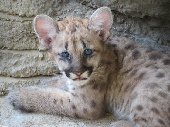 ピューマの赤ちゃん 今月のアイドル 動物情報 動物紹介 愛媛県立とべ動物園