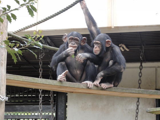 チンパンジー 今月のアイドル 動物情報 動物紹介 愛媛県立とべ動物園