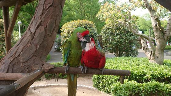 ヒワコンゴウインコとベニコンゴウインコ