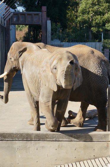 アフリカゾウ 今月のアイドル 動物情報 動物紹介 愛媛県立とべ動物園