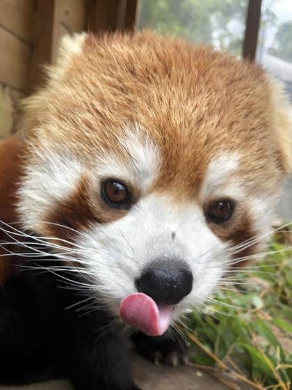 レッサーパンダ｜今月のアイドル｜動物情報｜動物紹介｜愛媛県立とべ動物園