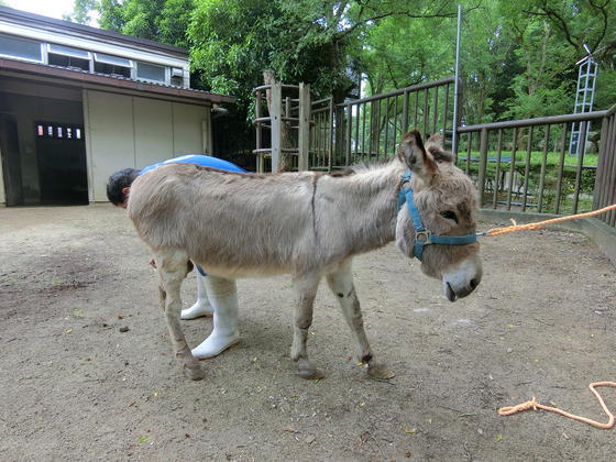 ロバ 今月のアイドル 動物情報 動物紹介 愛媛県立とべ動物園