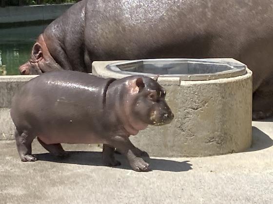 カバのまんぷく 今月のアイドル 動物情報 動物紹介 愛媛県立とべ動物園