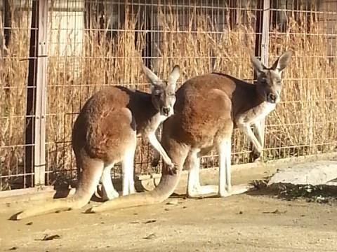 アカカンガルーのアムとスピカ