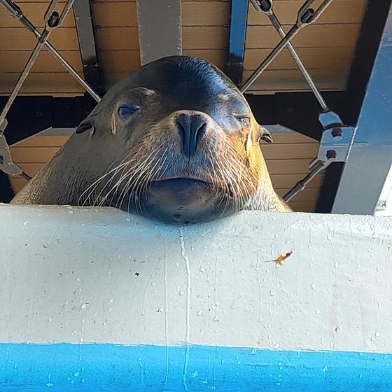 カリフォルニアアシカのザロ|今月のアイドル|動物情報|動物紹介