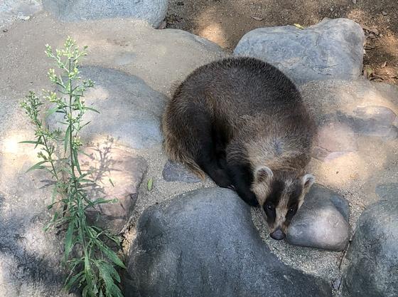 ニホンアナグマのカンナ