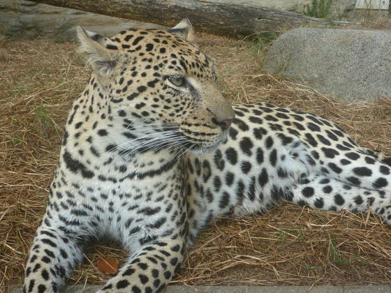 ヒョウのキララ