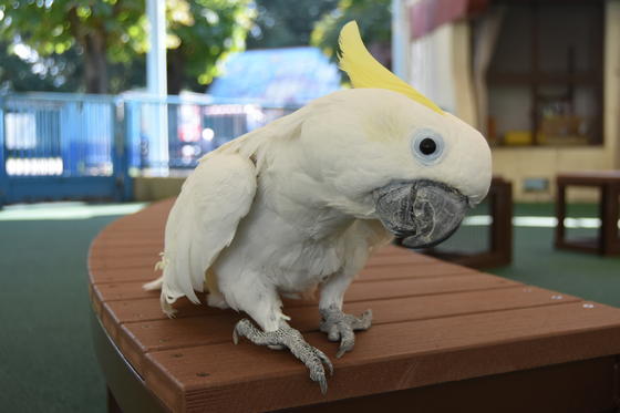 キバタンのタロー