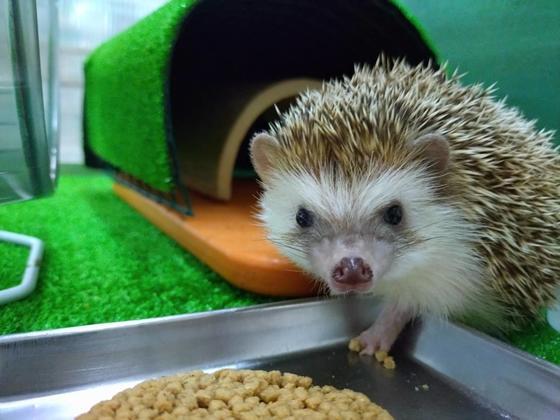 ヨツユビハリネズミのシン