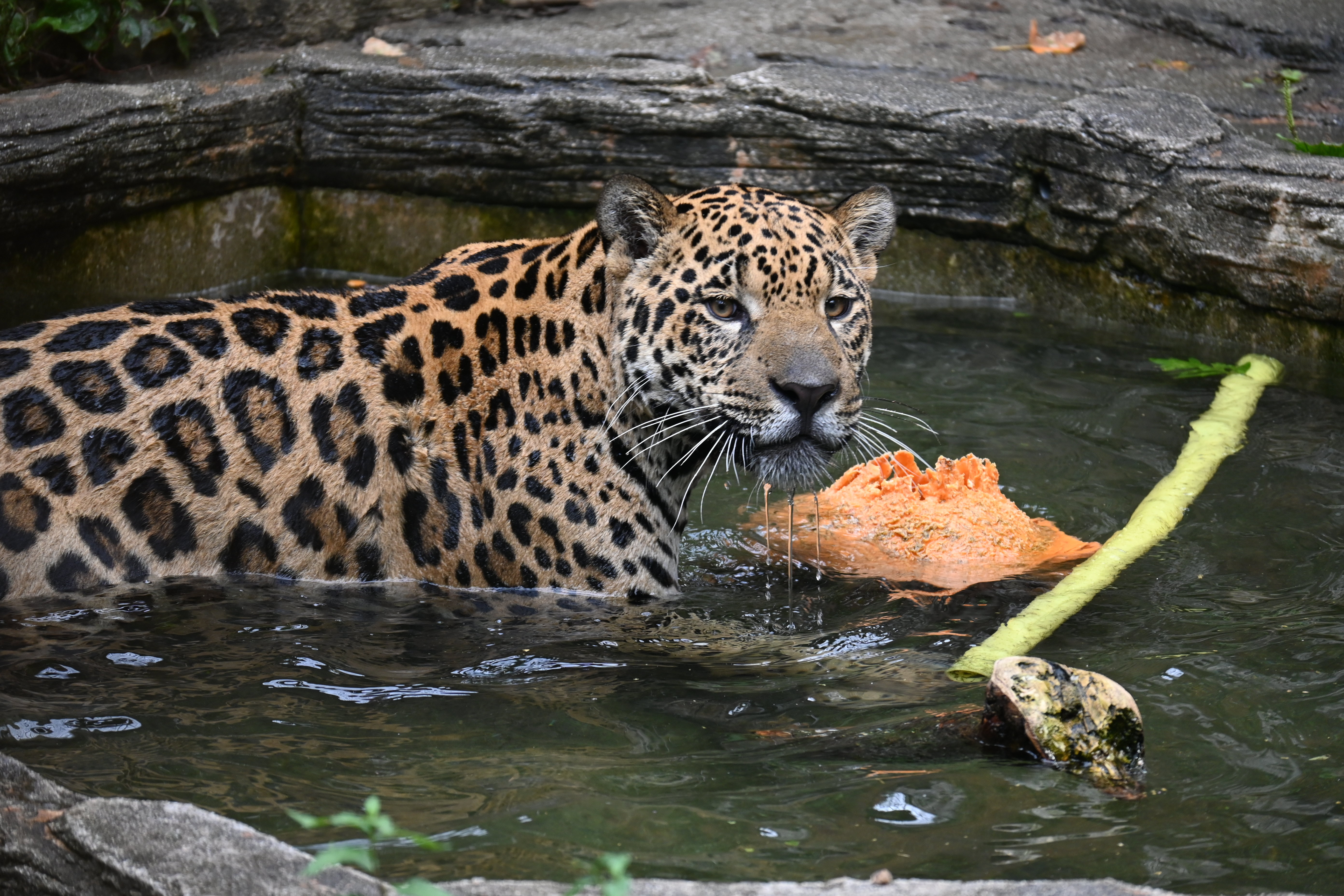 DSC_0829.JPG