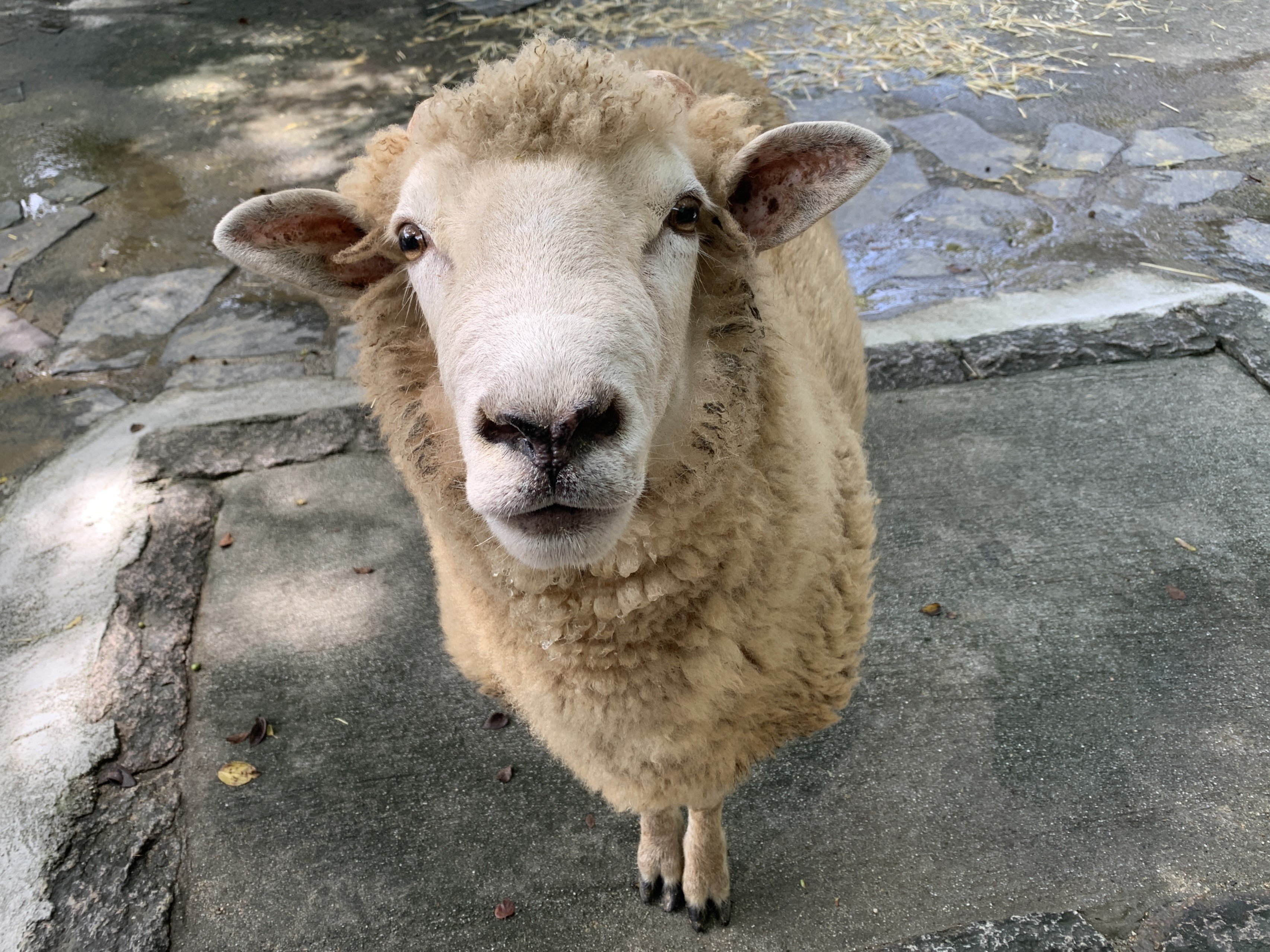 コリデールのトトとメイ子