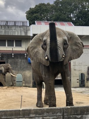 よくアピールしてくれます - コピー.JPG