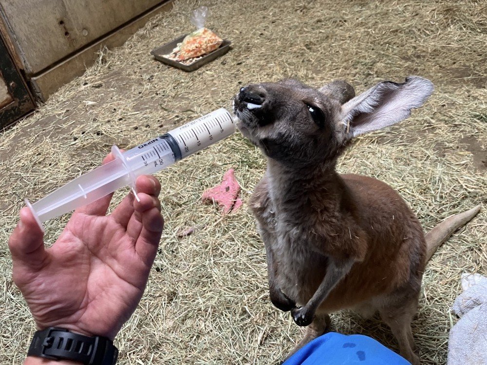 アカカンガルーのミラ