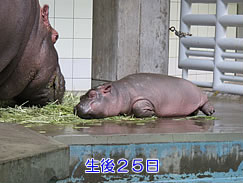 カバのユイちゃん 今月のアイドル 動物情報 動物紹介 愛媛県立とべ動物園