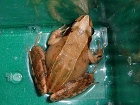 ニホンアカガエル 今月のアイドル 動物情報 動物紹介 愛媛県立とべ動物園