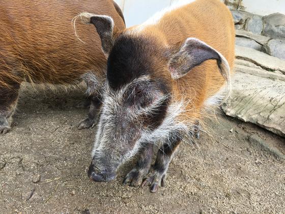 アカカワイノシシ 今月のアイドル 動物情報 動物紹介 愛媛県立とべ動物園