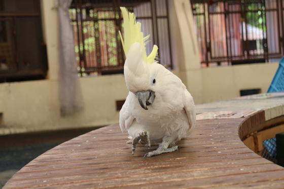 キバタン 今月のアイドル 動物情報 動物紹介 愛媛県立とべ動物園