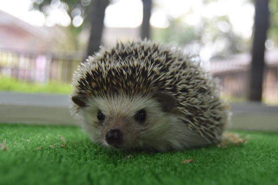 ヨツユビハリネズミ 今月のアイドル 動物情報 動物紹介 愛媛県立とべ動物園