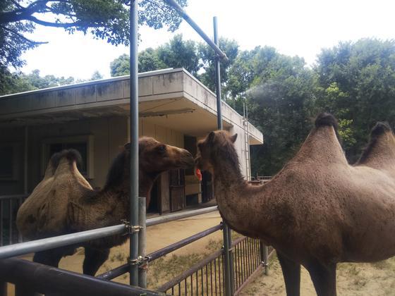 フタコブラクダ 今月のアイドル 動物情報 動物紹介 愛媛県立とべ動物園