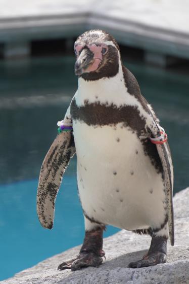 フンボルトペンギンのシロコ 今月のアイドル 動物情報 動物紹介 愛媛県立とべ動物園
