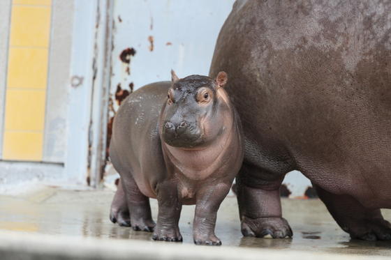 カバのまんぷく 今月のアイドル 動物情報 動物紹介 愛媛県立とべ動物園