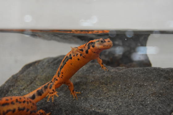 アカハライモリ 今月のアイドル 動物情報 動物紹介 愛媛県立とべ動物園