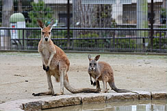 アカカンガルー