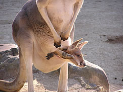 アカカンガルーのクット