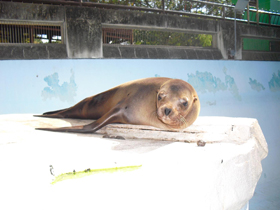 カリフォルニアアシカのとってもたくましいソラちゃん