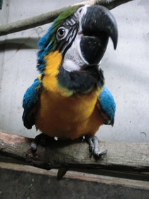 南米獣舎のコンゴウインコたち