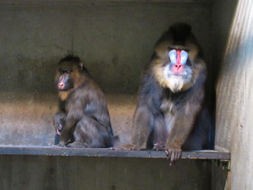 マンドリルの夫婦 今月のアイドル 動物情報 動物紹介 愛媛県立とべ動物園