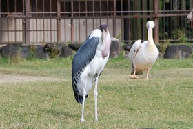 アフリカハゲコウ 今月のアイドル 動物情報 動物紹介 愛媛県立とべ動物園
