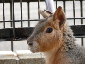 アカカンガルー