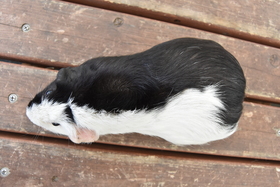 DSC_0006.JPG