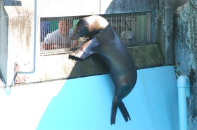 カリフォルニアアシカ♀3頭