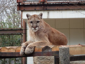 ピューマのマリー 今月のアイドル 動物情報 動物紹介 愛媛県立とべ動物園