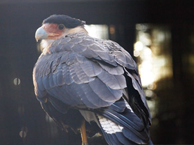 こんな名前の動物知ってる？カラカラ