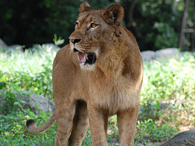 lion_02.jpg