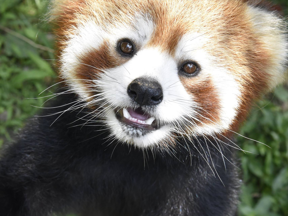 動物紹介 動物情報 愛媛県立とべ動物園