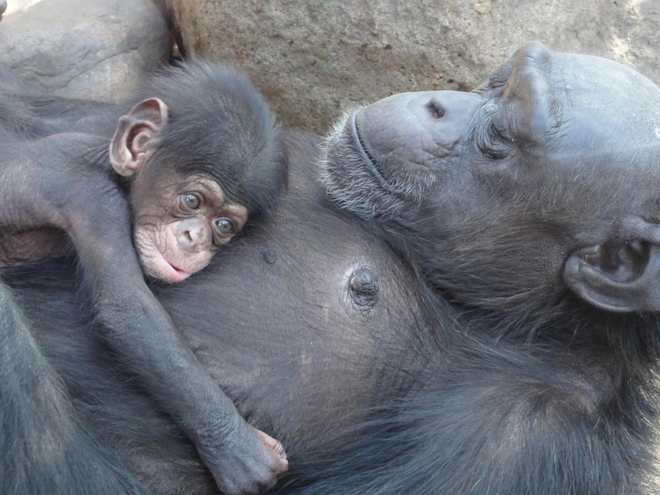 動物の出産・死亡のお知らせ