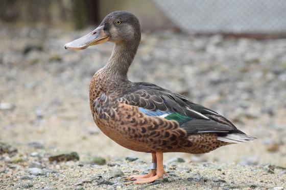 カモ目 カモのなかま 一覧 動物図鑑 動物紹介 動物情報 愛媛県立とべ動物園