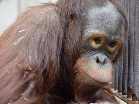 ボルネオオランウータン 動物図鑑 動物紹介 動物情報 愛媛県立とべ動物園