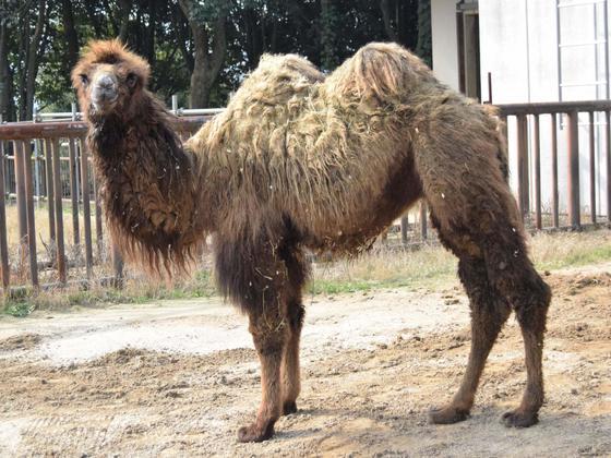 フタコブラクダ 動物図鑑 動物紹介 動物情報 愛媛県立とべ動物園