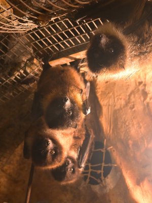 オリイオオコウモリ