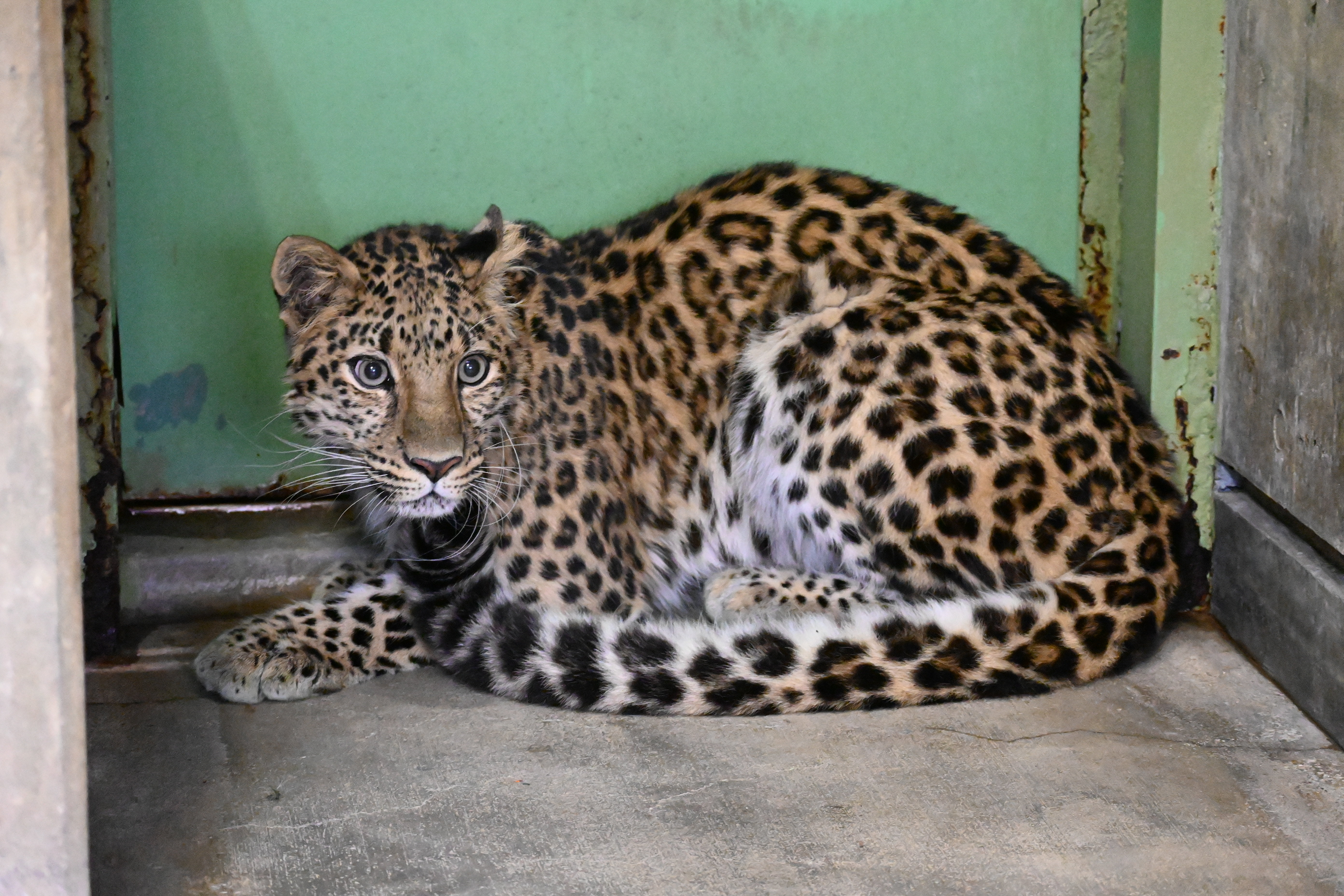 アムールヒョウ