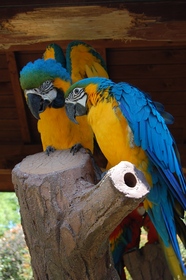 ルリコンゴウインコ 動物図鑑 動物紹介 動物情報 愛媛県立とべ動物園